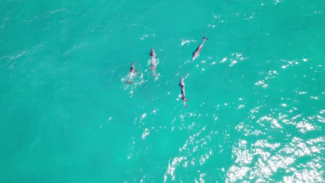 delfines nariz de botella nadando en el pintoresco paisaje marino de noosa en queensland, australia - fotografía de avión no tripulado