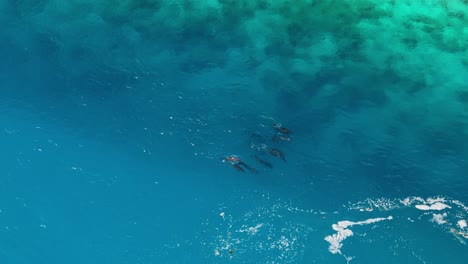 Pod-of-dolphins-swimming-next-to-shallow-coral-reef-in-French-Polynesia