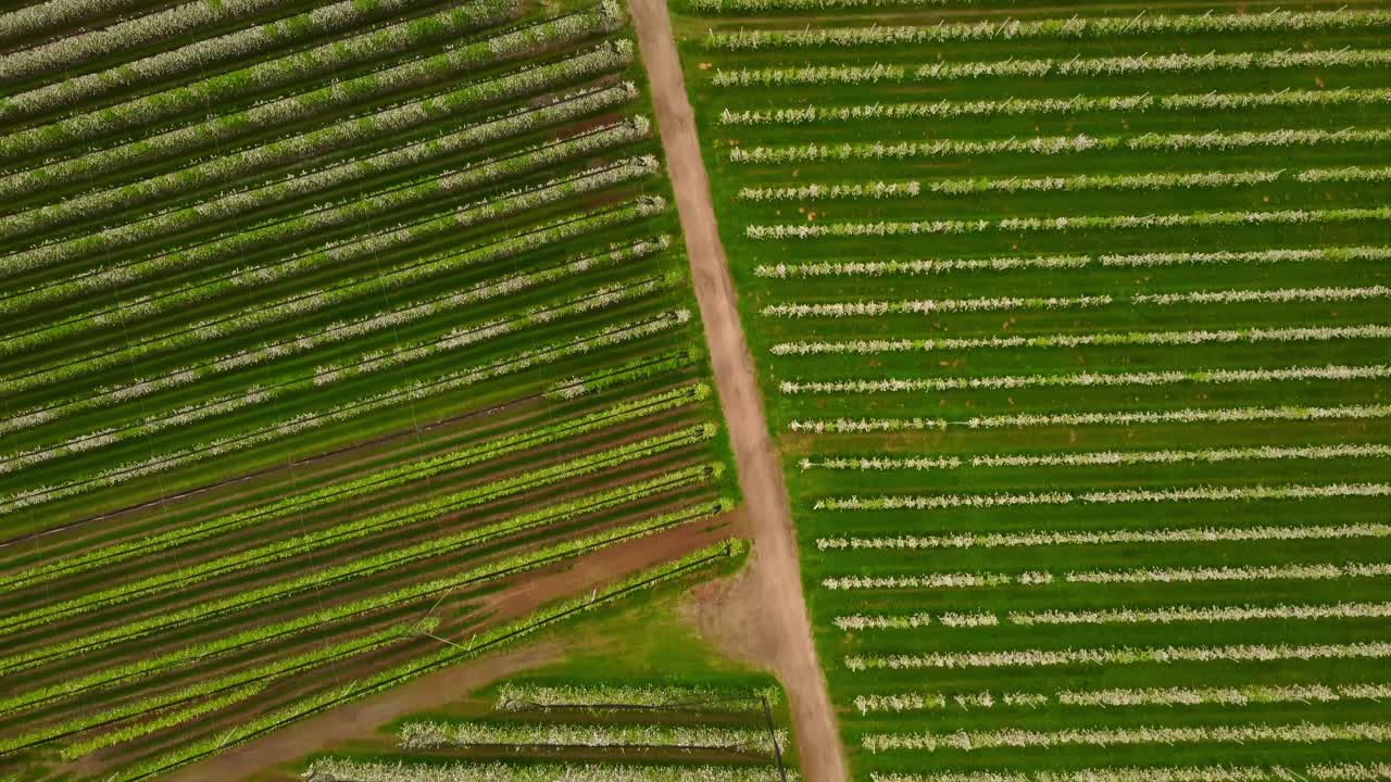 Top down aerial drone view of blooming apple orchards in Bolzano, Italy. Fruit agriculture in Trentino-South Tyrol.
