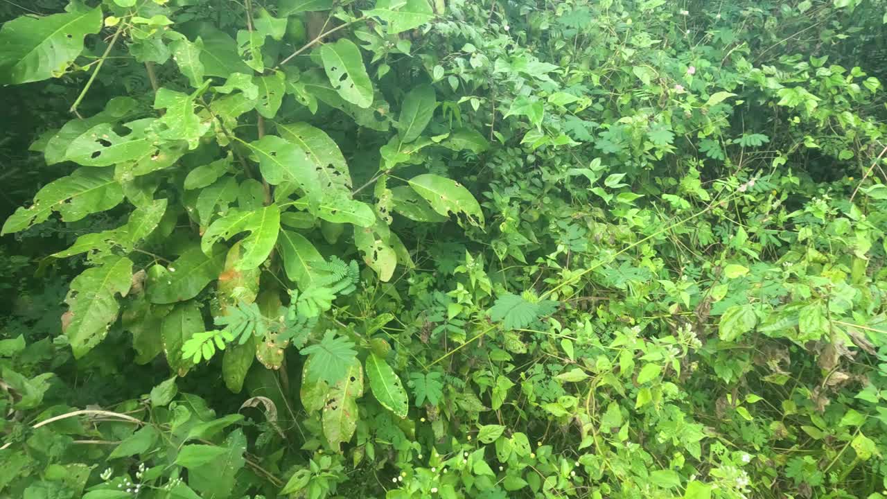 hojas revoloteando ligeramente en el viento.