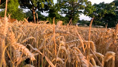 weizenfeld schwankt sanft in der brise