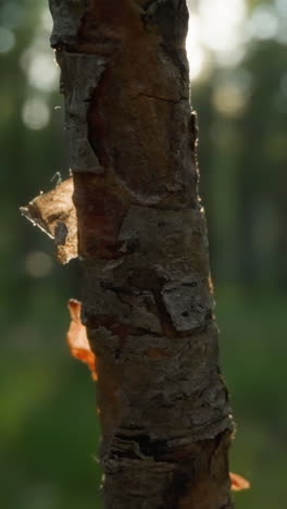 sunbeams peering through the forest behind a close-up of tree bark texture