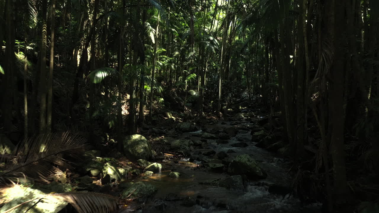 Thick, dense tropical forest in Australia. Drone shot of a dark rain forest with a small river stream in the nature.