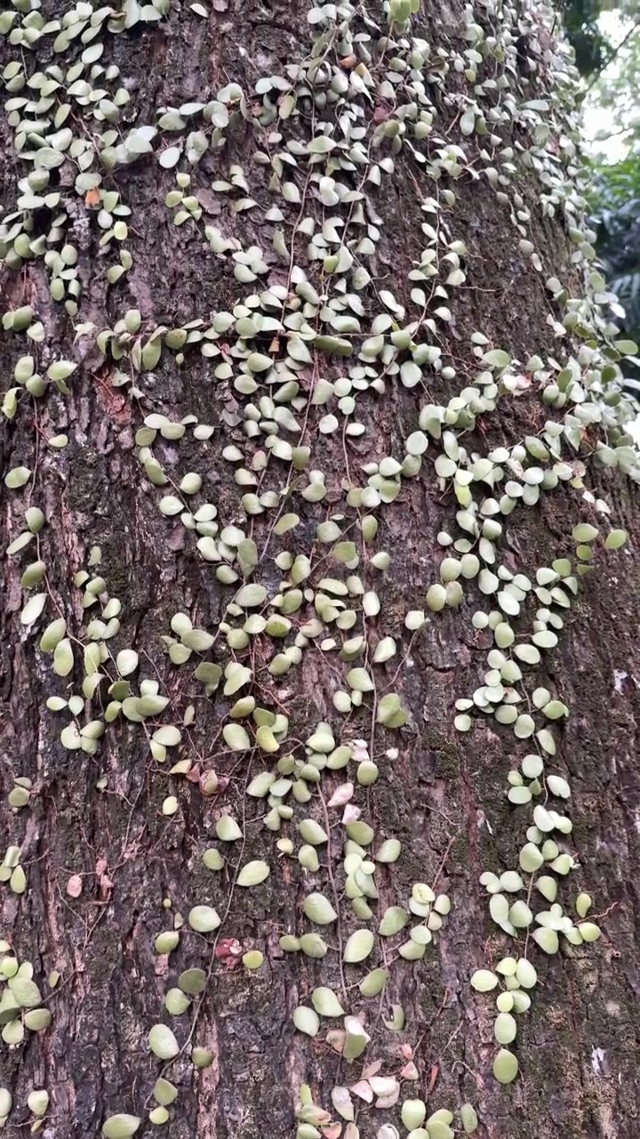 Small Green Leaves Growing on Rough Tree Bark