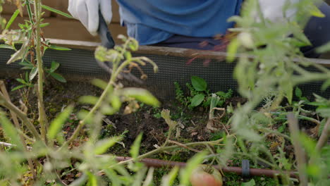 An-elderly-woman-is-weeding-a-garden-of-herbs