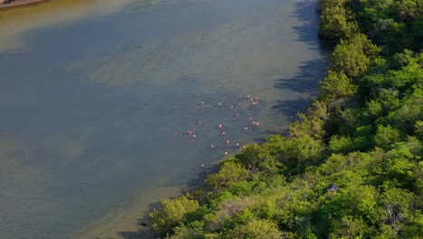 Un-Dron-Se-Eleva-Mientras-Los-Flamencos-Se-Alimentan-En-El-Borde-De-Un-Estanque-Rodeado-De-Manglares.