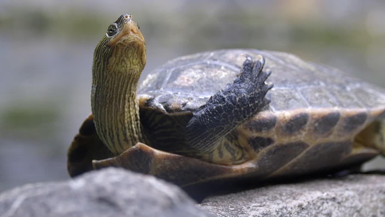 A beautiful Chinese Stripe Turtle lifting it's foot above it's shell - close up