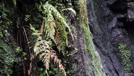 Nahaufnahme-Des-Schönen-Burgbachwasserfalls-Im-Schwarzwald-Mit-Wassertropfen,-Die-Auf-Farn-Treffen,-Der-An-Der-Steilen-Felswand-Im-Schwarzwald,-Deutschland,-Wächst