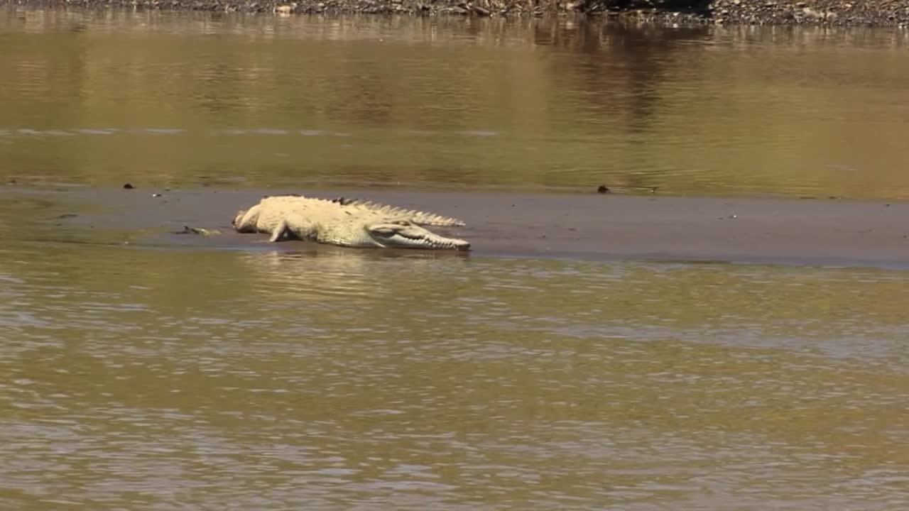 cocodrilo descansando al sol a orillas del río tarcoles en costa rica
