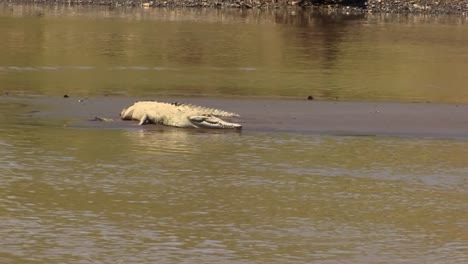 crocodile resting in the sun on the banks of the tarcoles river in costa rica