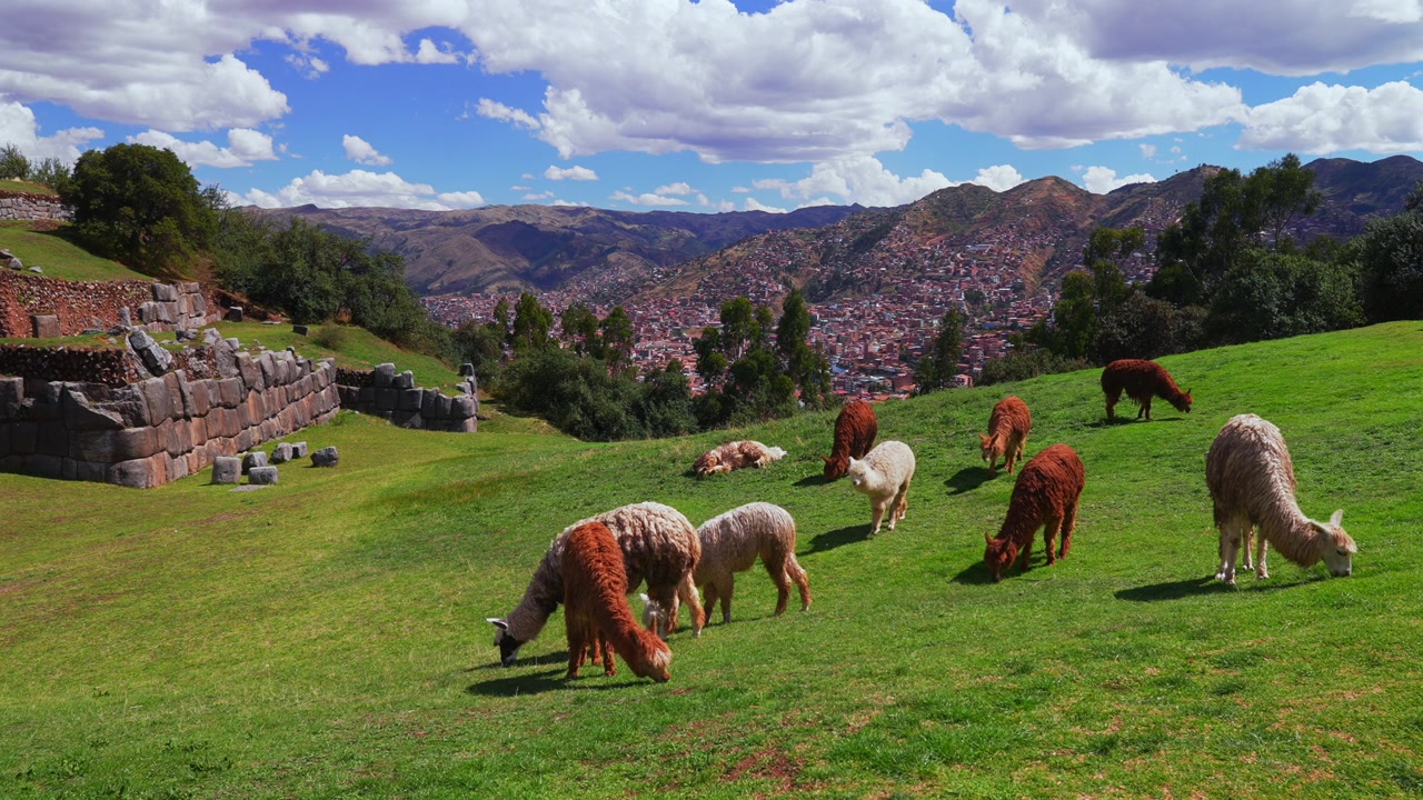 Città di Cuzco, Cusco, alpaca, lama, animali selvatici, tempio Inca di Saqsaywaman, paesaggio urbano del Perù, stagione delle piogge, pomeriggio soleggiato, cielo azzurro, Ande peruviane, Provincia di Anta, Plaza de Armas, statico.