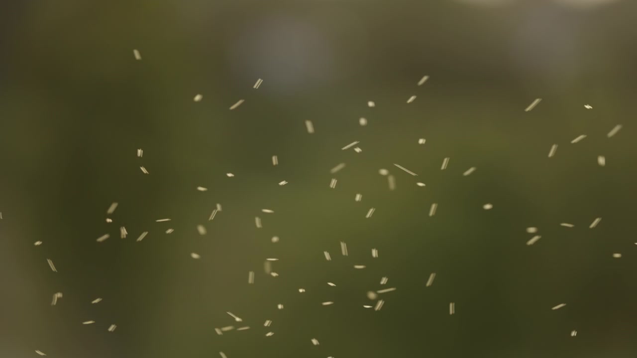 Enxame de Mosquitos Voando no Ar de Verão