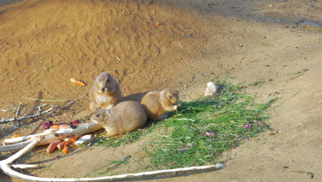 Three-black-tailed-prairie-dogs-eating