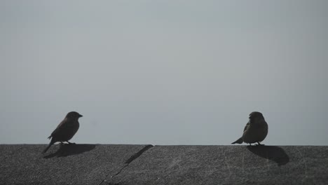 close up shot of two black capped chickadees sitting on the ledge before flying away at daytime