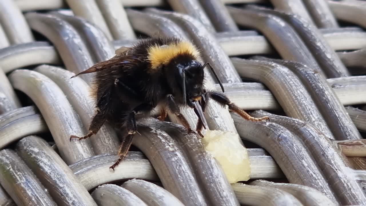 Marco closeup: Bee laps up honey on wicker with proboscis and glossa