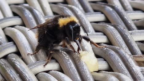 Marco-closeup:-Bee-laps-up-honey-on-wicker-with-proboscis-and-glossa