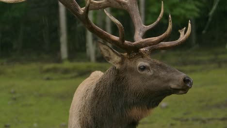 elk bull portrait in the slow motion rain epic