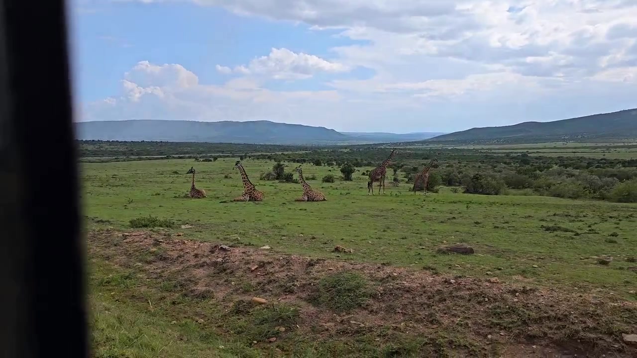 POV-optagelse, der kører forbi en gruppe giraffer, der hviler sig i Masai Mara, Kenya
