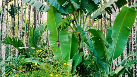 leuchtend violette bananenblüten hängen am ende einer hand grüner bananen in einem baum