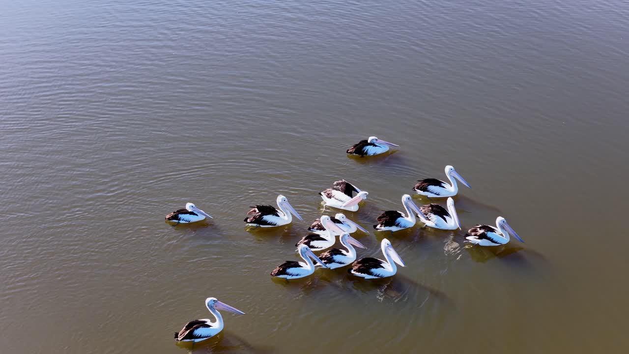 Group of pelicans interact and swim together on water