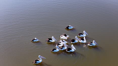 group of pelicans interact and swim together on water