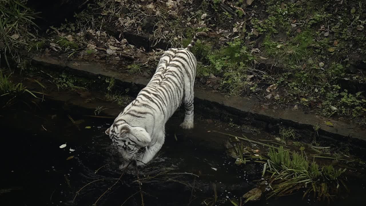 White Bengal tiger playing with sticks in the pond of water, white tiger in zoological park