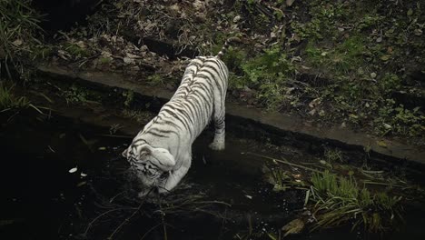 white bengal tiger playing with sticks in the pond of water, white tiger in zoological park
