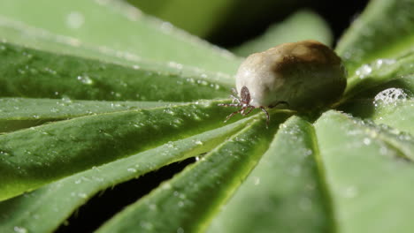 Parasitic-tick-with-idiosoma-distended-with-blood-on-wet-green-leaf,-macro-shot