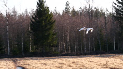 tracking shot of swans flying over spring field