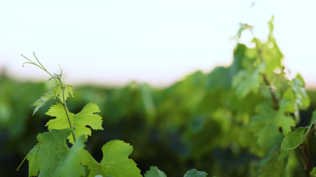 primer plano de las vides en el viñedo