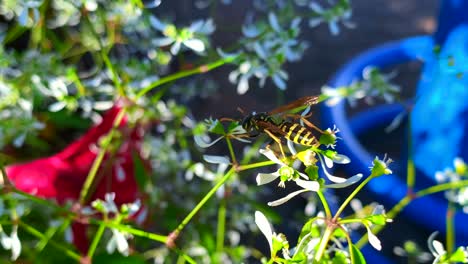 Primer-Plano-De-Una-Sola-Abeja-Chupando-Néctar-De-Pétalos-De-Flores-Blancas-Bajo-Un-Día-Soleado