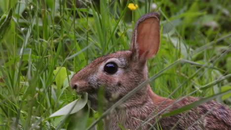 rabbit cottontail  hare eating nutritive leaf  head closeup