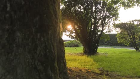 a quiet and peaceful green park grass up a tree trunk bark, upward gimbal shot