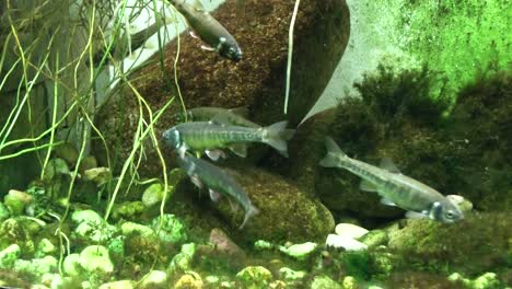 close-up, view of fish in the aquarium at the zoo