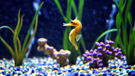 small seahorse in aquarium