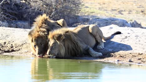 two massive male african lions drink water side by side, south africa