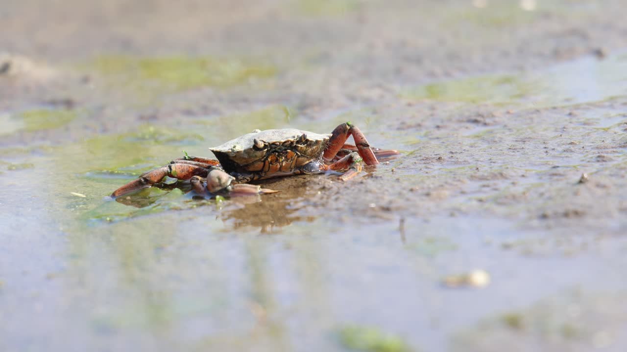 Large crab in the mud, animal portrait