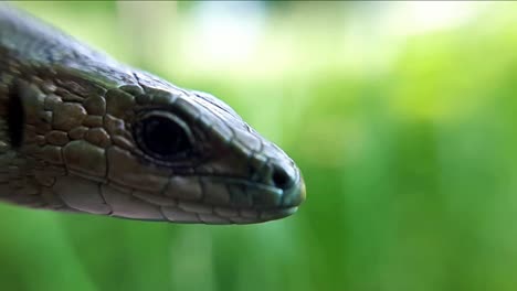 the common lizard gazing at the grass