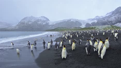 panning motion of king penguins exiting the surf and antarctic fur seals at gold harbor on south georgia