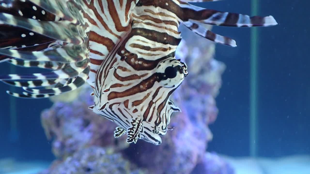 Scatto macro di un pesce leone invasivo.