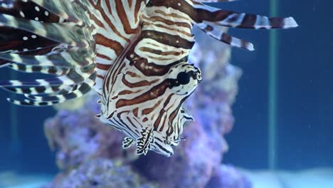 macro shot of an invasive lionfish