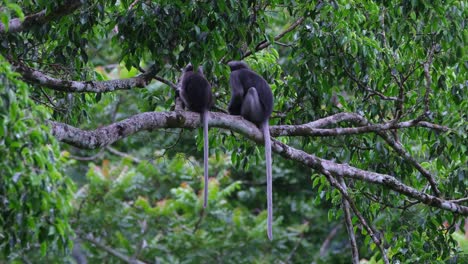 兩個人坐在樹枝上,另一個人轉身看,泰國的暗葉猿 trachypithecus obscurus