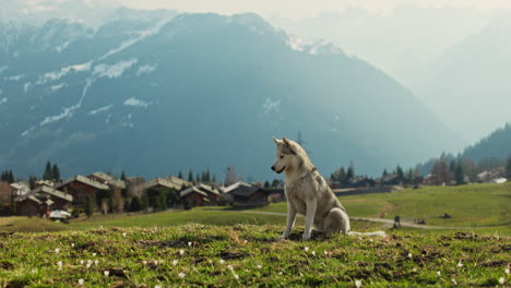 majestic husky walking through an open alpine field at sunset, with breathtaking mountain views and