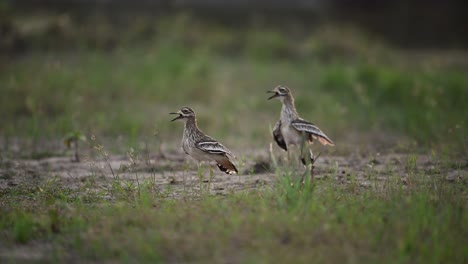 el baile de las aves