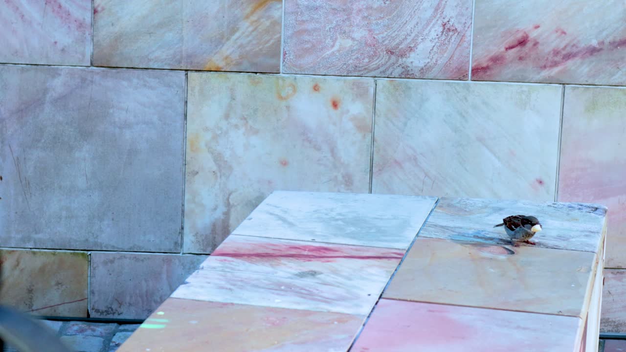 A sparrow enjoys a bath on a marble surface, captured in natural lighting with a stationary camera
