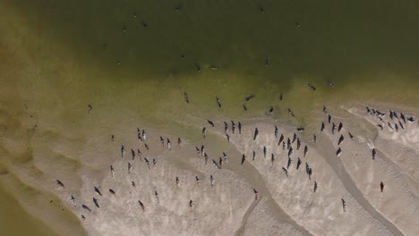 vista aérea de arriba hacia abajo sobre la colonia de focas comunes tomando el sol en el banco de arena de hinderplaat