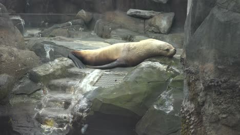 seal laying down on rocks