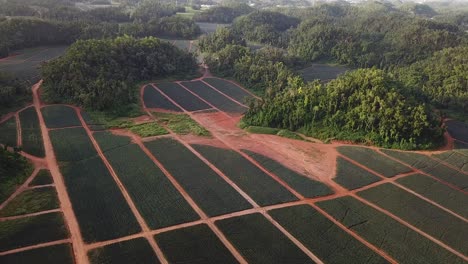 Puerto-Rico-Caribbean-Countryside-Drone-Aerial,-Pineapple-Fruit-Plantation-and-Rainforest-Landscape