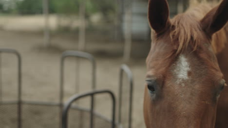 caballo comiendo cámara lenta, alimentación de caballos