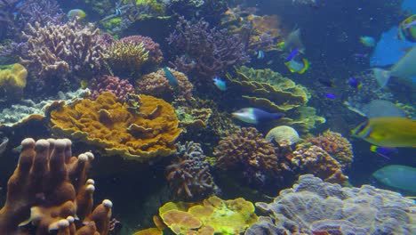 close up shot of a coral reef, an underwater ecosystem characterized by reef-building corals